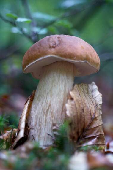 Borowik szlachetny.jpg